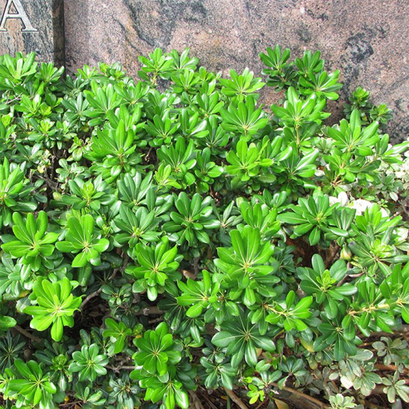 Kiiltokielopuu - Pittosporum tobira (Plant habit)