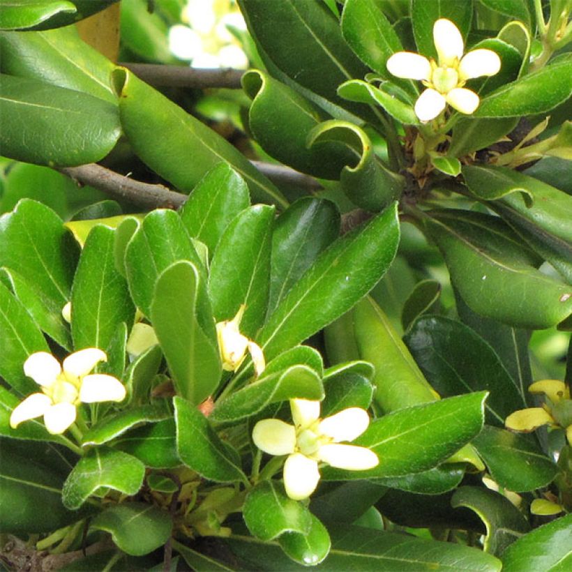 Kiiltokielopuu Nanum (Kukinta)