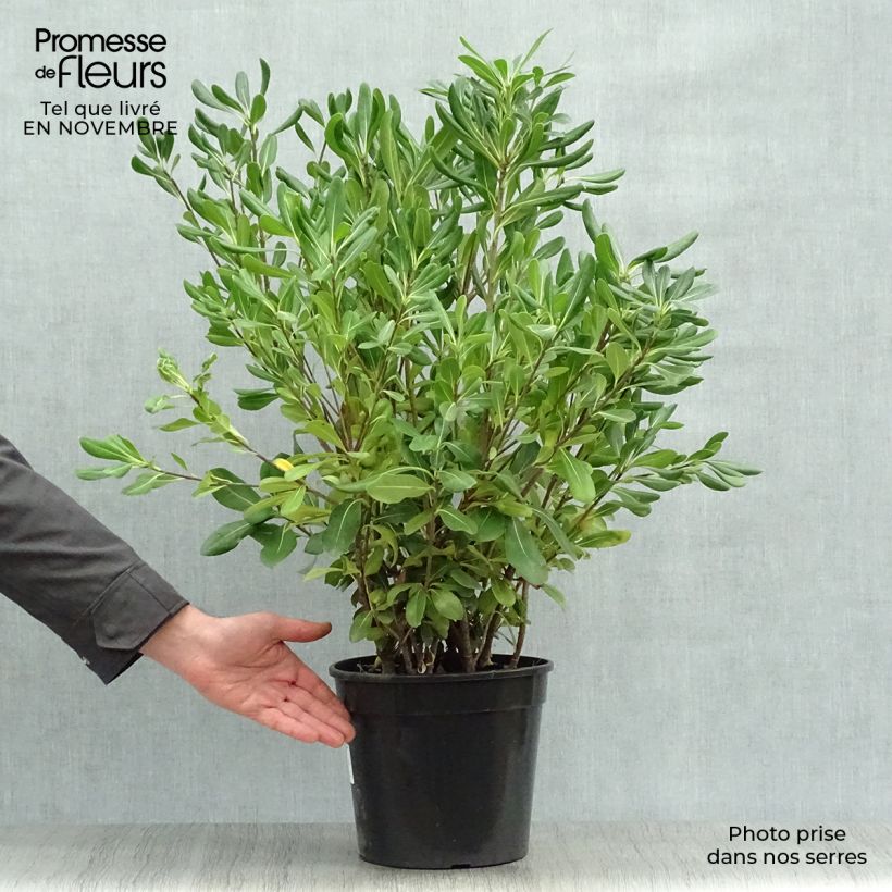Esimerkki syksyllä toimitetusta Kiiltokielopuu - Pittosporum tobira 7,5 litran / 10 litran ruukku-taimesta
