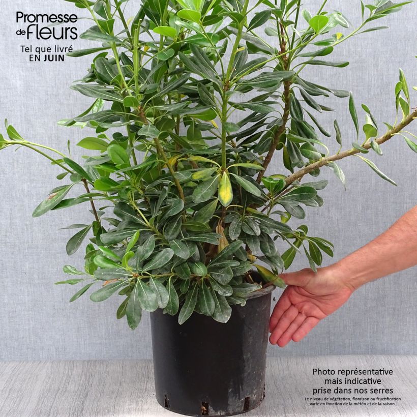 Esimerkki kesällä toimitetusta Kiiltokielopuu - Pittosporum tobira Ruukku 7,5L / 10L-taimesta