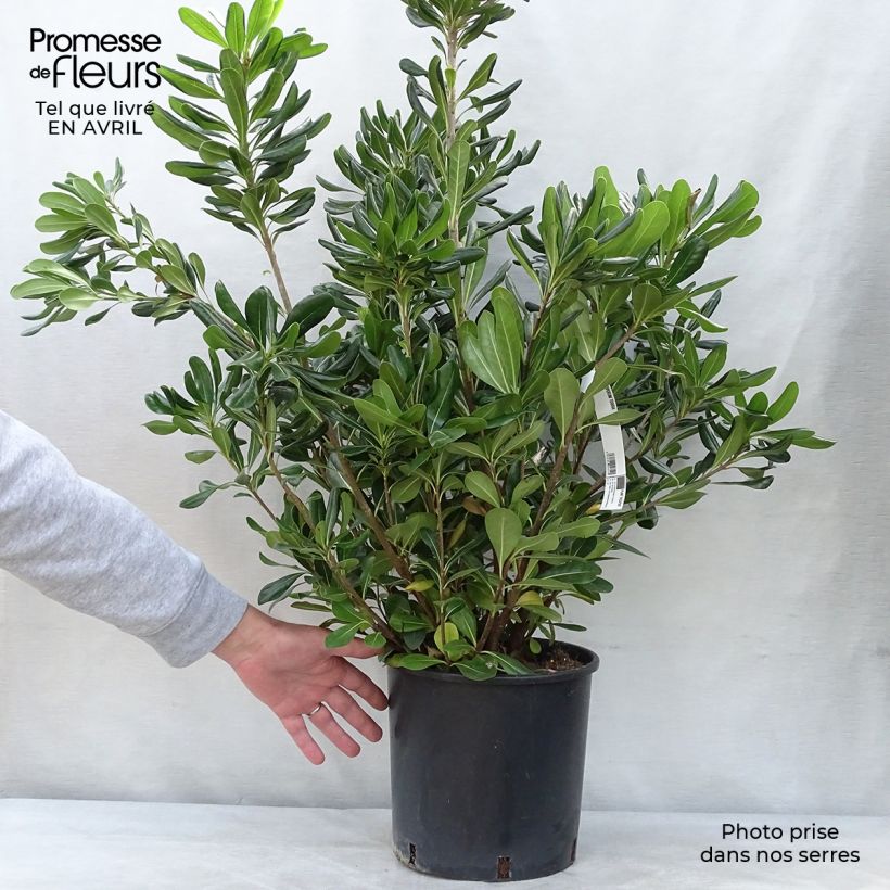 Example of Kiiltokielopuu - Pittosporum tobira Pot de 7,5L/10L as you get in printemps