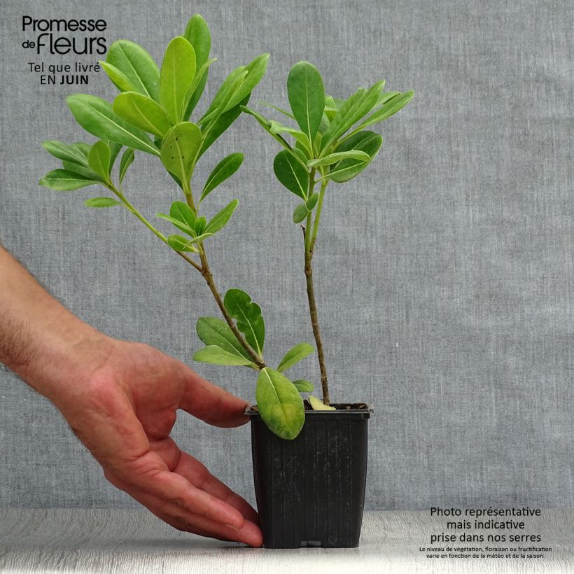 Esimerkki kesällä toimitetusta Kiiltokielopuu - Pittosporum tobira Taimiruukku 8/9 cm-taimesta