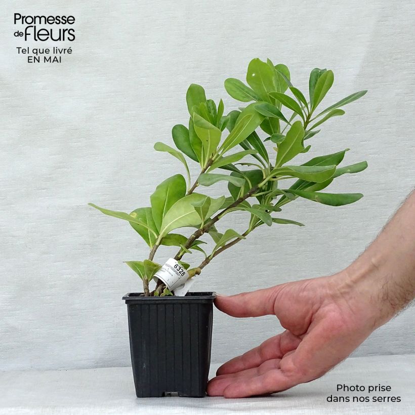 Example of Kiiltokielopuu - Pittosporum tobira Godet de 8/9 cm as you get in printemps