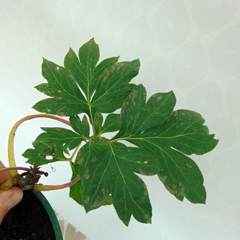 Itoh-pensaspioni Garden Treasure (Lehvistö)