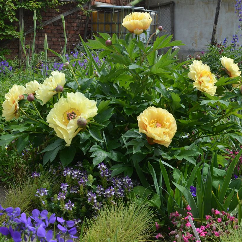Itoh-pensaspioni Garden Treasure (Kasvutapa)