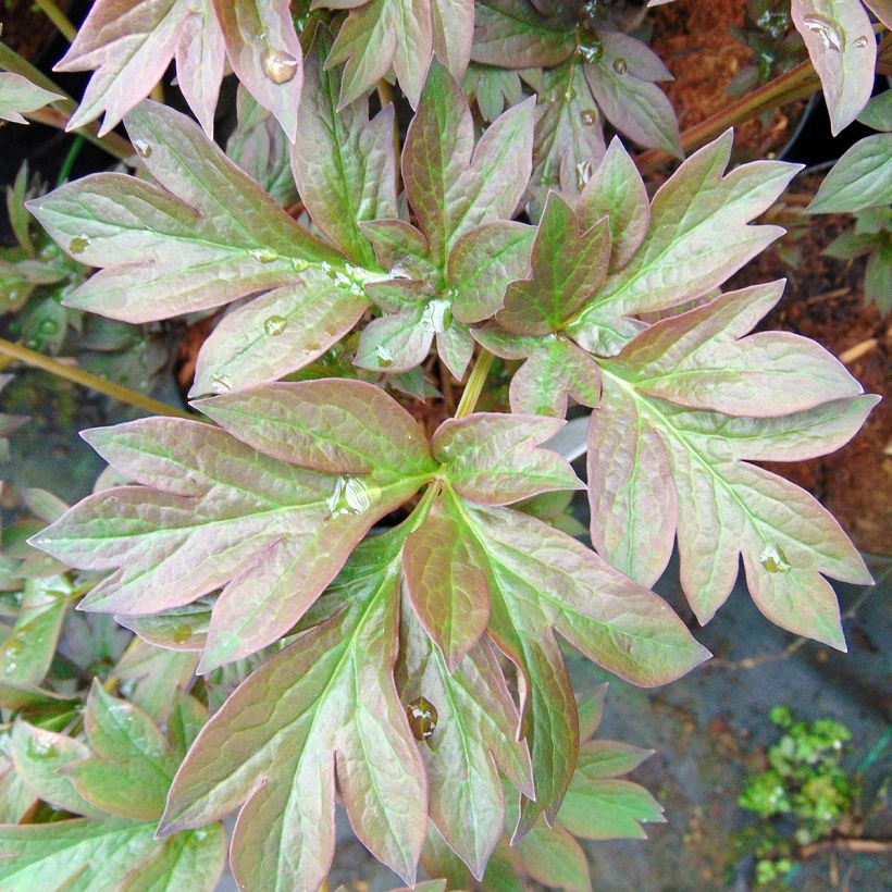 Itoh-pensaspioni Old Rose Dandy (Lehvistö)