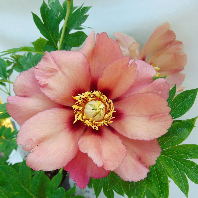 Itoh-pensaspioni Old Rose Dandy (Kukinta)