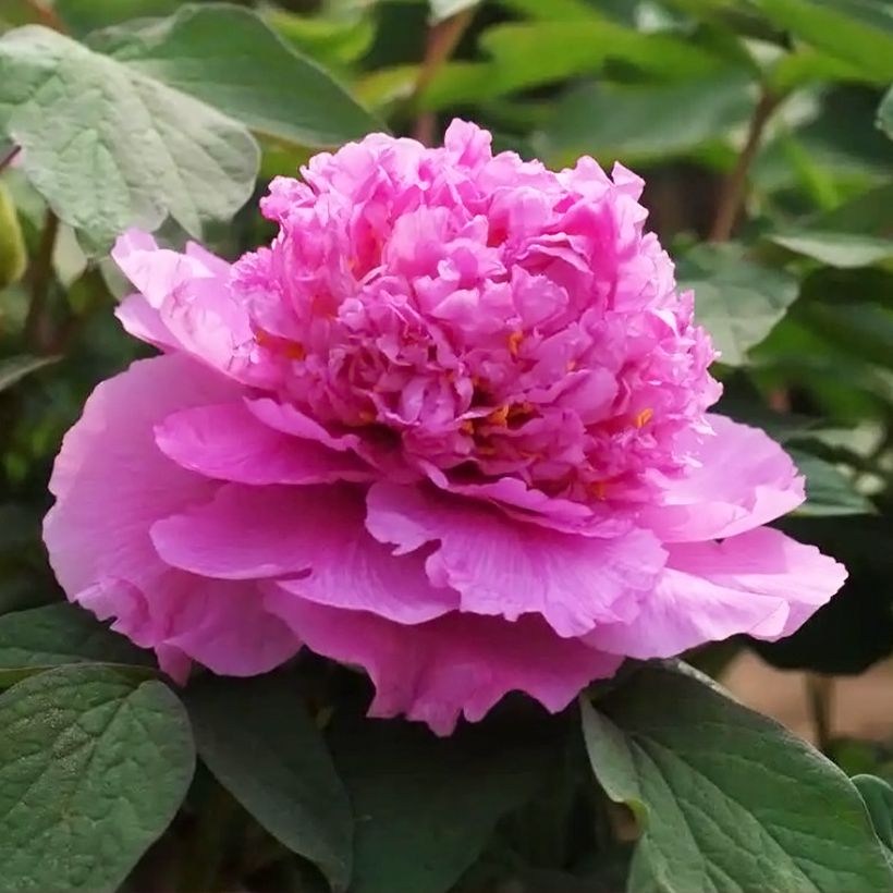 Pensaspioni Cai Hui (Kukinta)