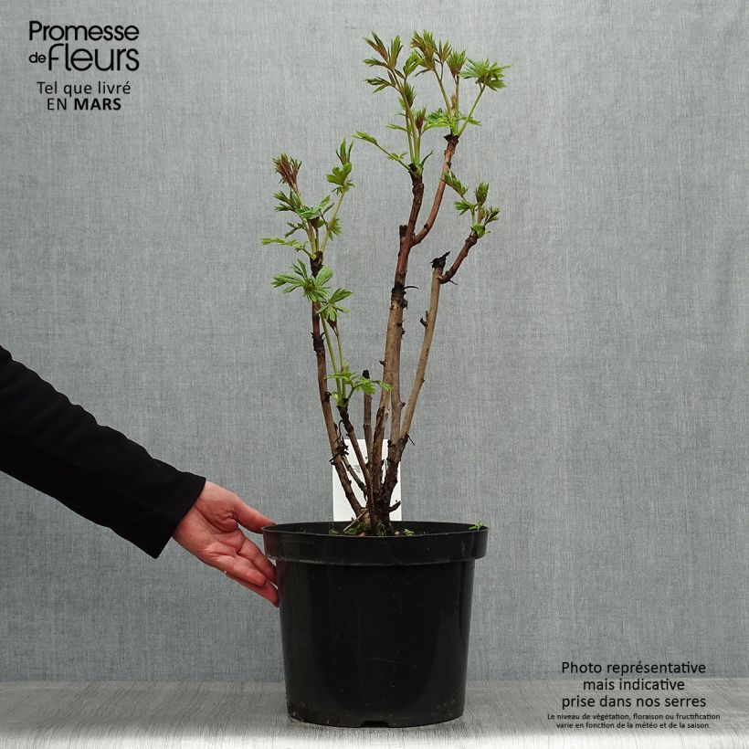 Esimerkki keväällä toimitetusta Pensaspioni - Paeonia delavayi var. lutea 7,5 litran / 10 litran ruukku-taimesta