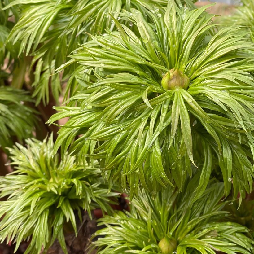 Kuolanpioni - Paeonia anomala (Lehvistö)
