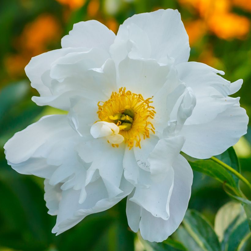 Kiinanpioni Late Windflower (Kukinta)