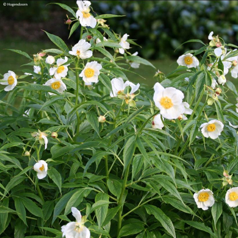 Kiinanpioni Late Windflower (Kasvutapa)