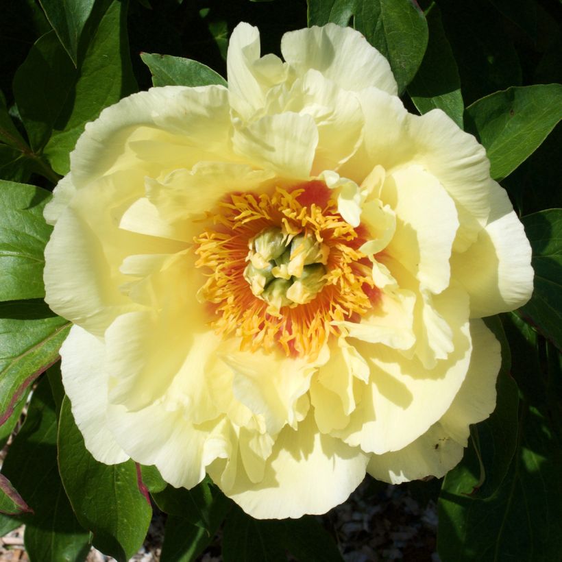 Itoh-pensaspioni Yellow Crown (Kukinta)