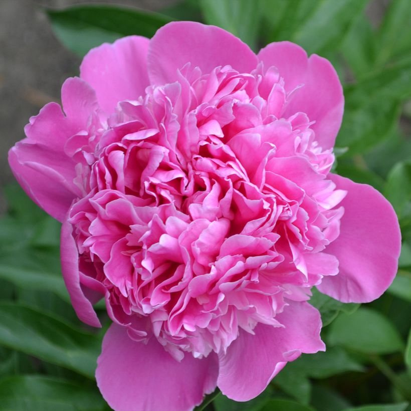 Kiinanpioni Bouquet Perfect (Kukinta)