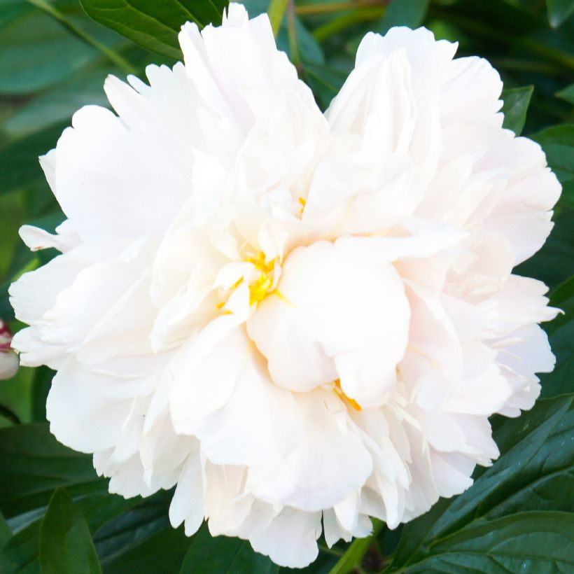 Kiinanpioni Gardenia (Kukinta)