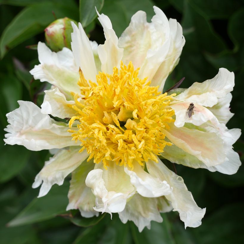 Kiinanpioni Green Lotus (Kukinta)