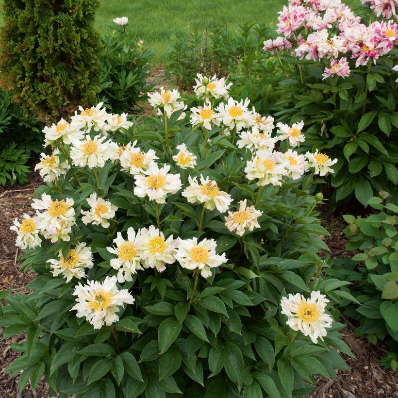 Kiinanpioni Green Lotus (Kasvutapa)