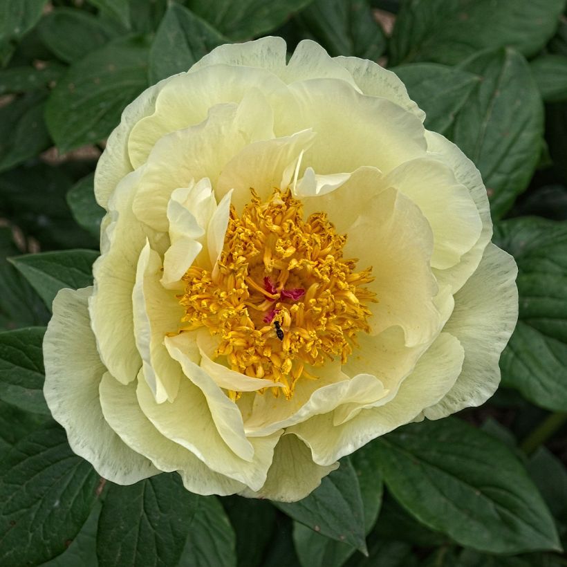 Kiinanpioni Lemon Chiffon (Kukinta)