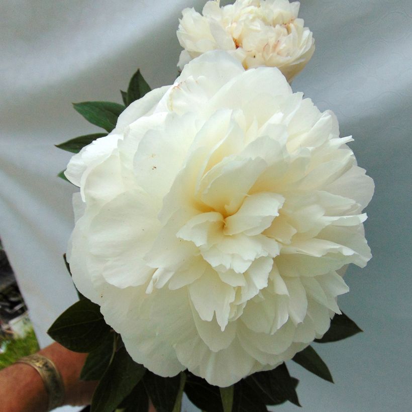 Kiinanpioni Mother's Choice (Kukinta)