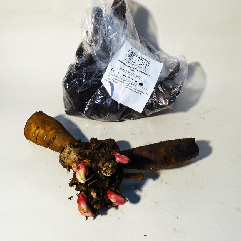 Esimerkki kesällä toimitetusta Kiinanpioni Pink Hawaiian Coral Juurakko 3/5 silmua-taimesta