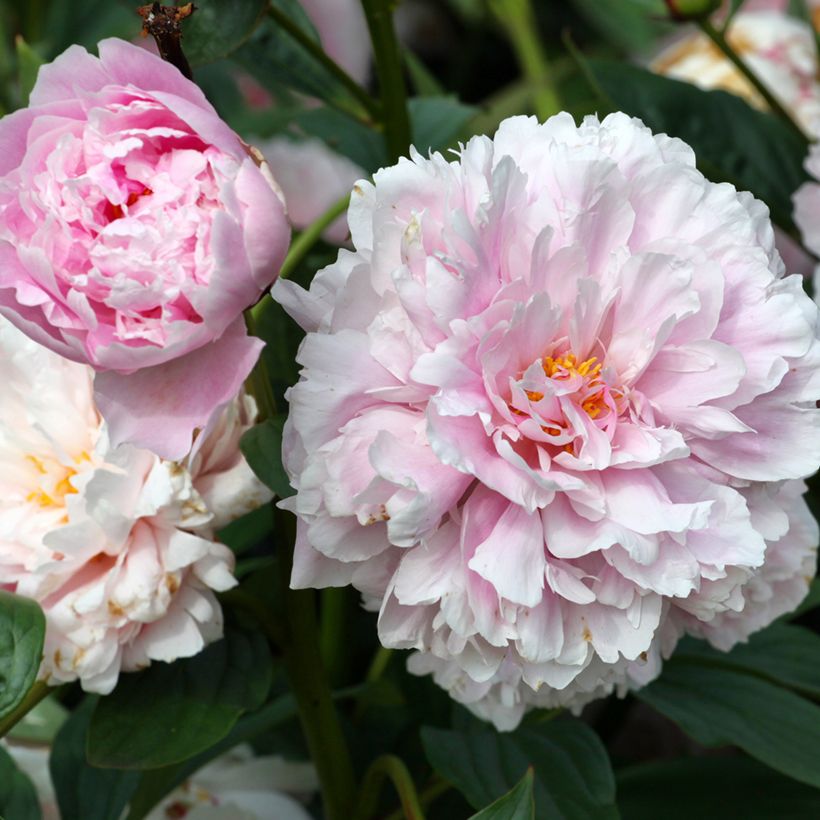 Kiinanpioni Sarah Bernhardt (Kukinta)