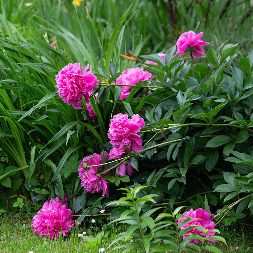 Kiinanpioni Sarah Bernhardt (Kasvutapa)