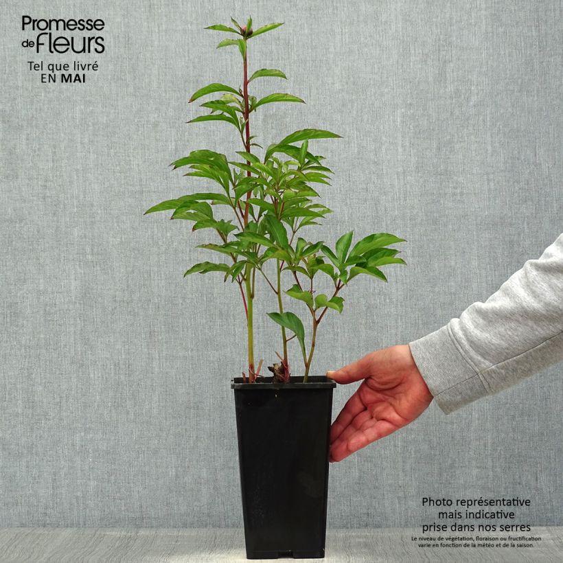 Esimerkki kesällä toimitetusta Kiinanpioni White Wings Pot de 3L/4L-taimesta