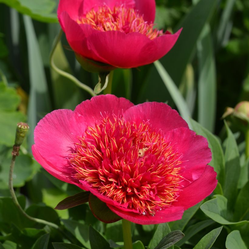 Tarhapioni Anemoniflora (Kukinta)