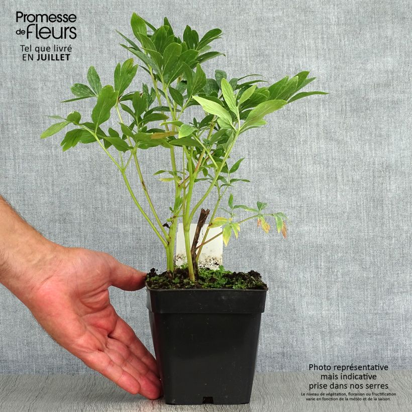 Esimerkki kesällä toimitetusta Tarhapioni Rosea Plena Pot de 12 cm / 13 cm-taimesta