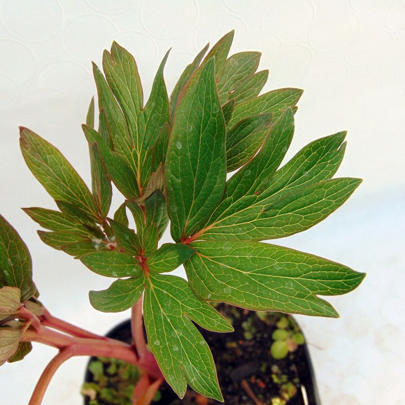 Tarhapioni Rubra Plena (Lehvistö)