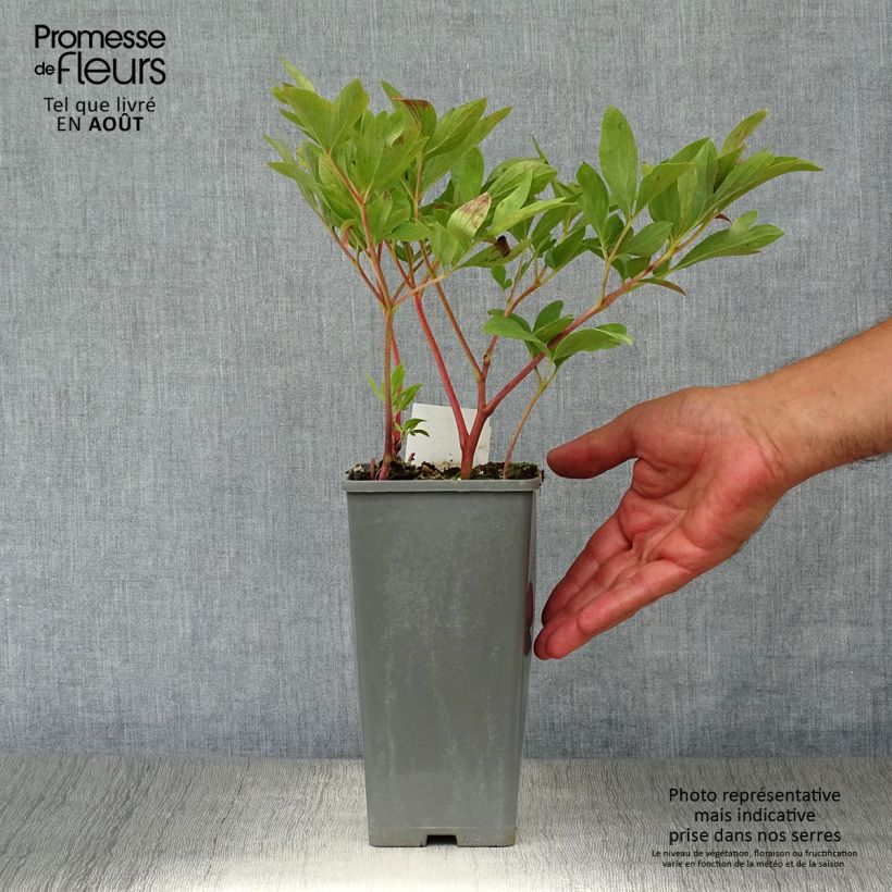 Esimerkki kesällä toimitetusta Tarhapioni Rubra Plena Pot de 12 cm / 13 cm-taimesta