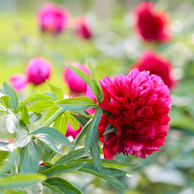 Tarhapioni Rubra Plena (Kukinta)