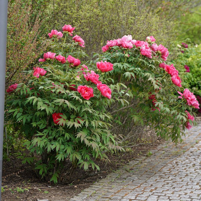 Tarhapioni Rubra Plena (Kasvutapa)
