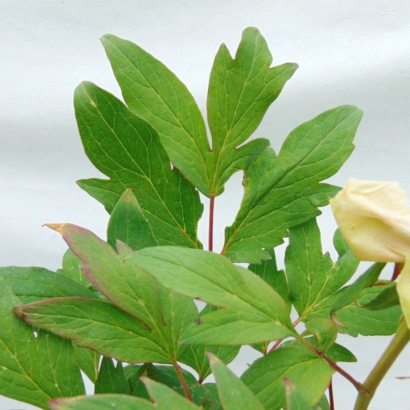 Pensaspioni Pink (Lehvistö)