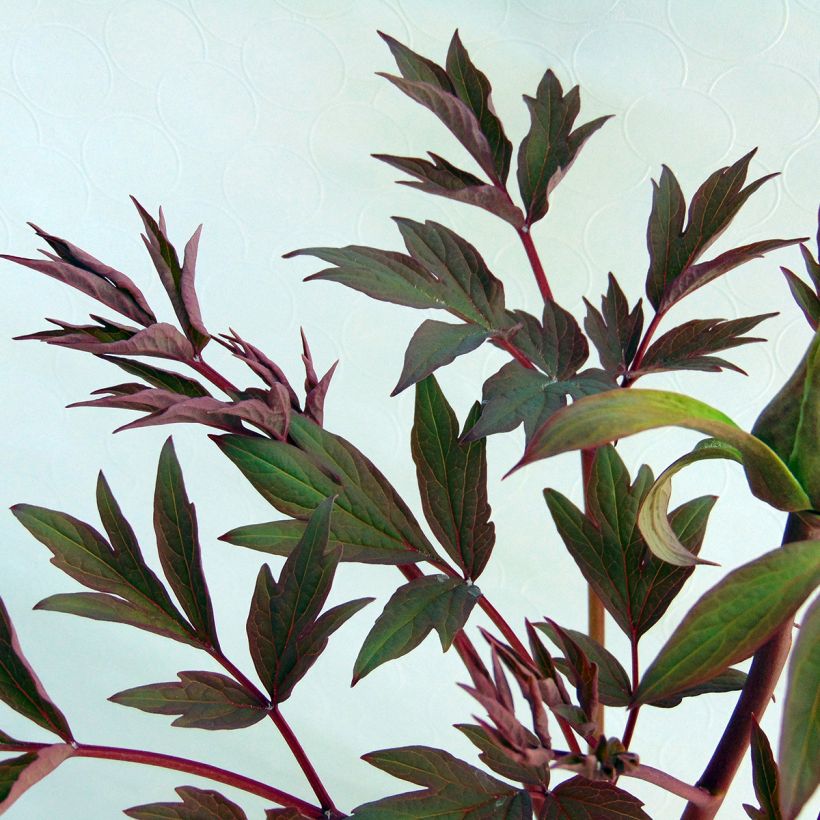 Pensaspioni White (Lehvistö)