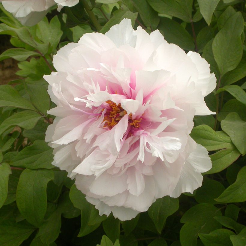 Pensaspioni Xue Ying Tao Hua (Peachy Snow) (Kukinta)