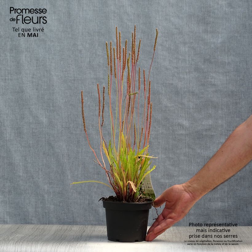 Esimerkki keväällä toimitetusta Liuskaratamo - Plantago coronopus Pot de 1,5L/2L-taimesta