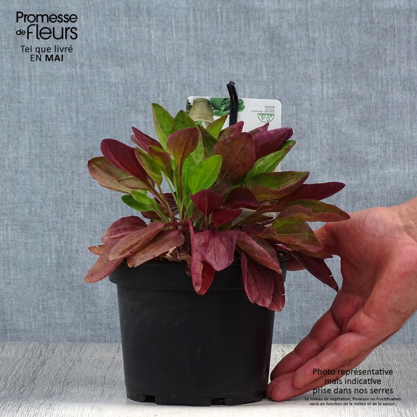 Esimerkki keväällä toimitetusta Piharatamo Atropurpurea Pot de 1,5L/2L-taimesta