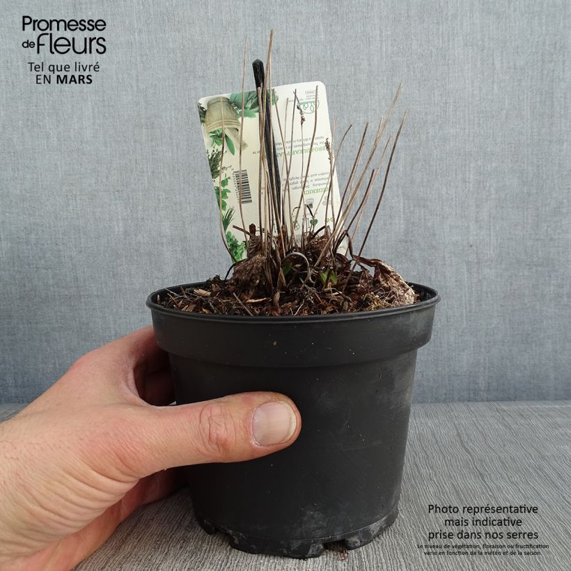 Esimerkki talvella toimitetusta Piharatamo Atropurpurea 1,5 litran / 2 litran kannu-taimesta