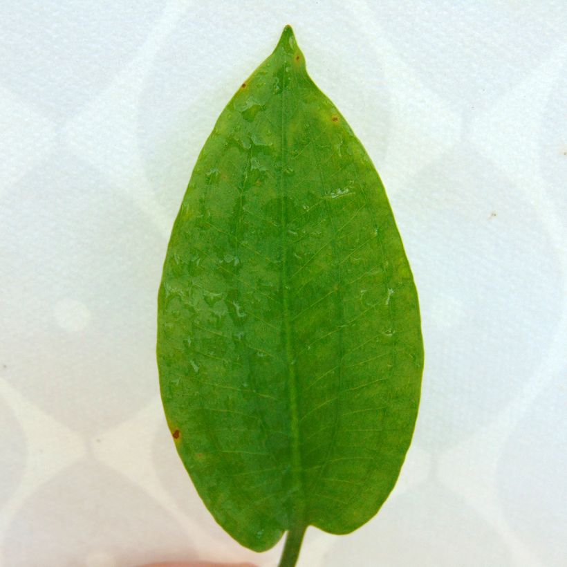 Ratamosarpio - Alisma plantago-aquatica (Lehvistö)