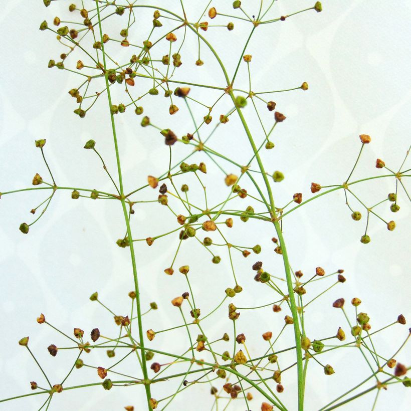 Ratamosarpio - Alisma plantago-aquatica (Kukinta)