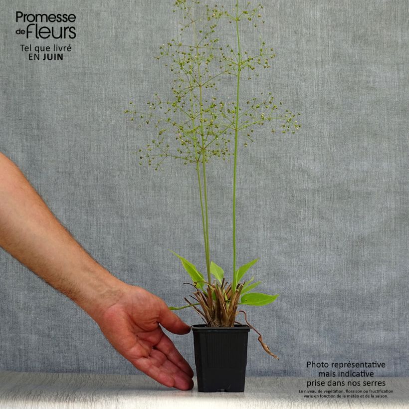 Esimerkki kesällä toimitetusta Ratamosarpio - Alisma plantago-aquatica Taimiruukku 8/9 cm-taimesta
