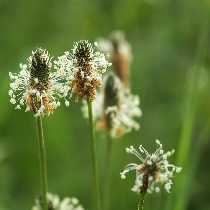 Heinäratamo luomu (siemenet) - Plantago lanceolata (Kukinta)