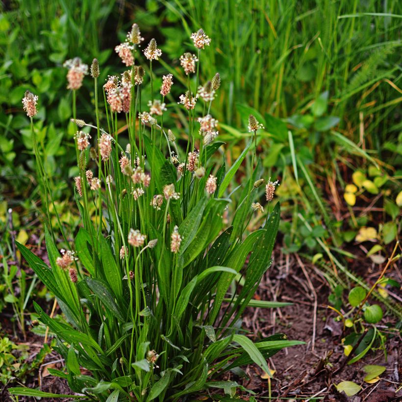 Heinäratamo luomu (siemenet) - Plantago lanceolata (Kasvutapa)
