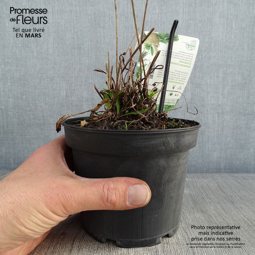 Esimerkki talvella toimitetusta Heinäratamo - Plantago lanceolata 1,5 litran / 2 litran kannu-taimesta