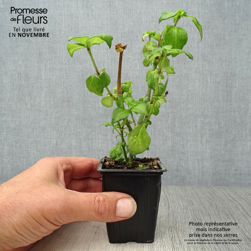 Esimerkki syksyllä toimitetusta Sieniyrtti - Rungia klossii 7/8 cm taimiruukku-taimesta