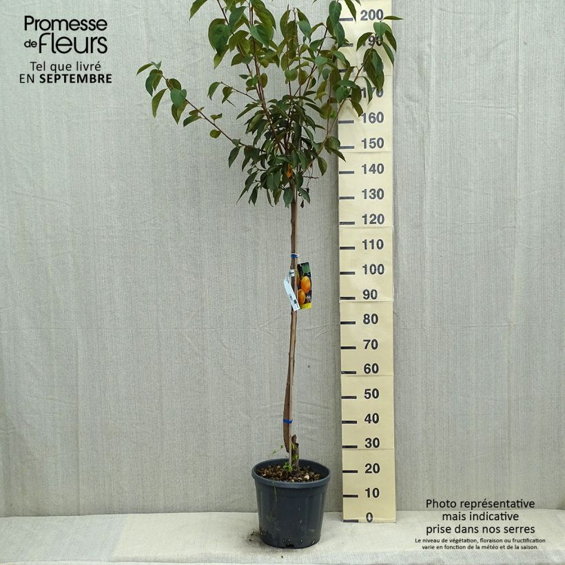 Esimerkki kesällä toimitetusta Plaqueminier, Kaki - Diospyros kaki Vanillia Pot de 12L/15L, Demi-Tige-taimesta