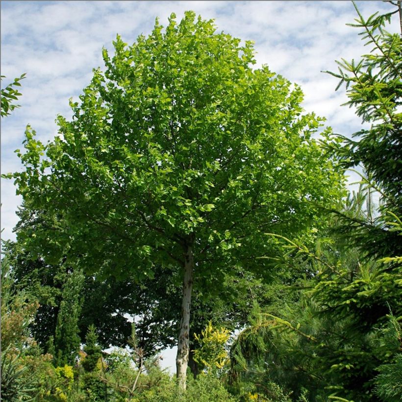 Valkomulperi - Morus alba (Kasvutapa)
