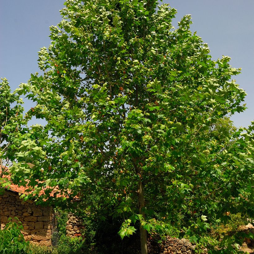 Plataani - Platanus x hispanica (Lehvistö)