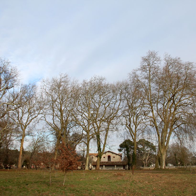 Plataani - Platanus x hispanica (Kasvutapa)
